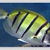 Convict surgeonfish (Acanthurus triostegus)