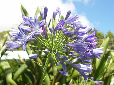 agapantha flowers blue purple close-up