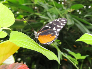 Butterfly Gardens, Victoria