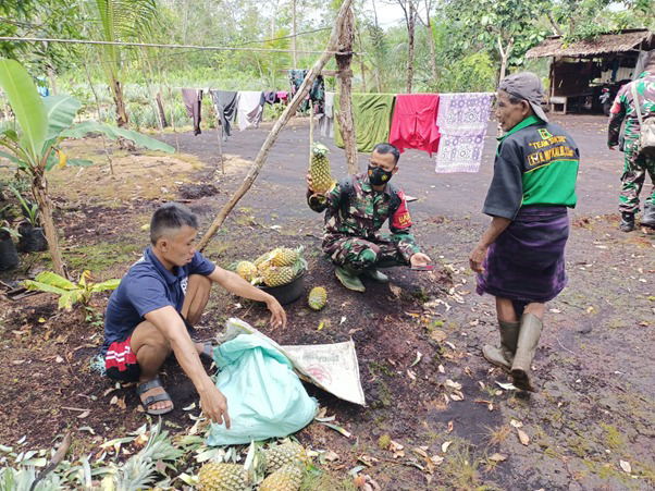 Buah Nanas Dari Warga Sebagai Ungkapan Rasa Terima Kasih dan Rasa Syukur Kepada Satgas TMMD Ke-111 Kodim 1207/Pontianak