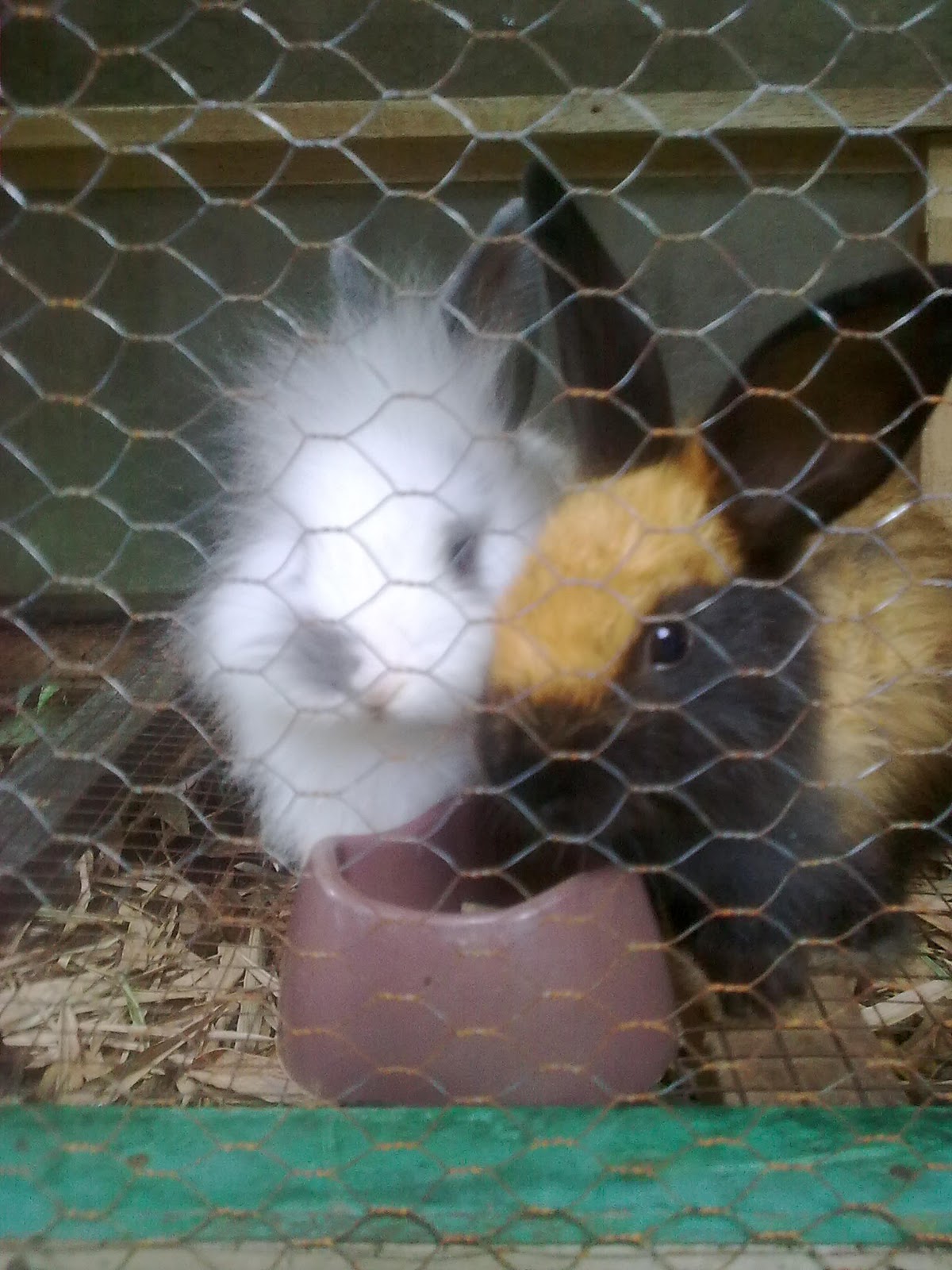 My sweety rabbit: Mengenal Kelinci Anggora