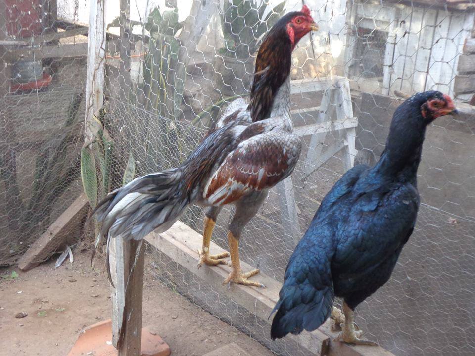Penggemar Ayam Laga Memilih Materi Ternak Yang Baik