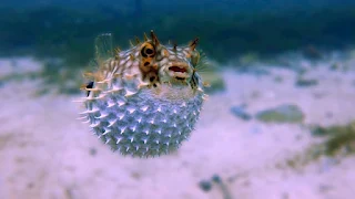 A puffer fish fully inflamed.