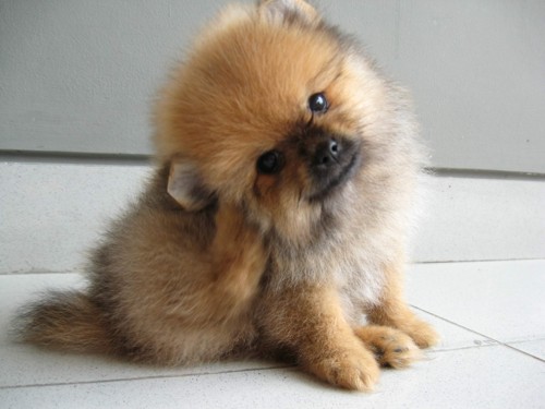 Pomeranian Dog Pictures, Names, Price