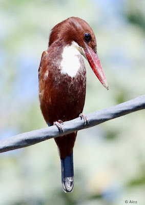 White-throated Kingfisher