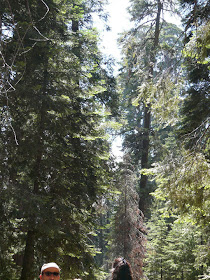 visite Sequoia National Park USA