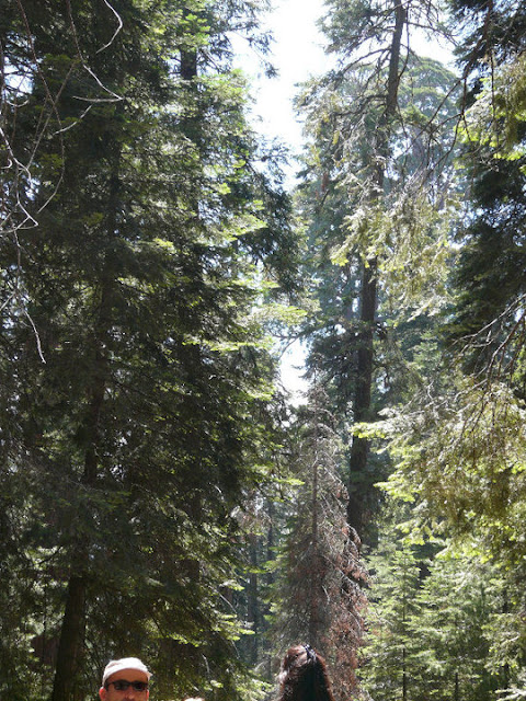 visite Sequoia National Park USA