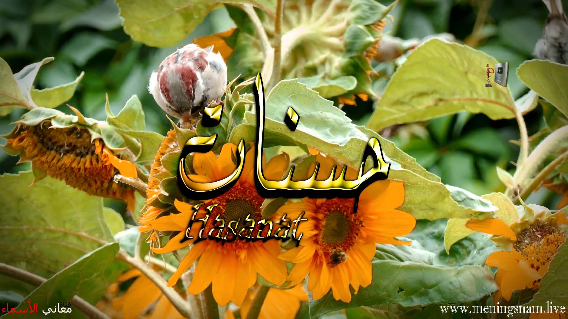 معنى اسم, حسنات, وصفات, حاملة, هذا الاسم, Hasnat,