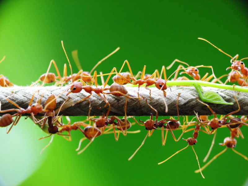 Ternyata Semut  Binatang Paling Banyak Di Dunia Dibuka Saja
