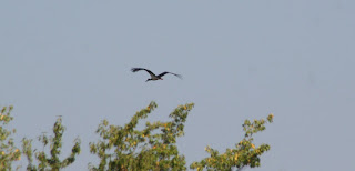 Huge birds, these storks