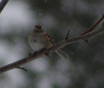 Sparrow