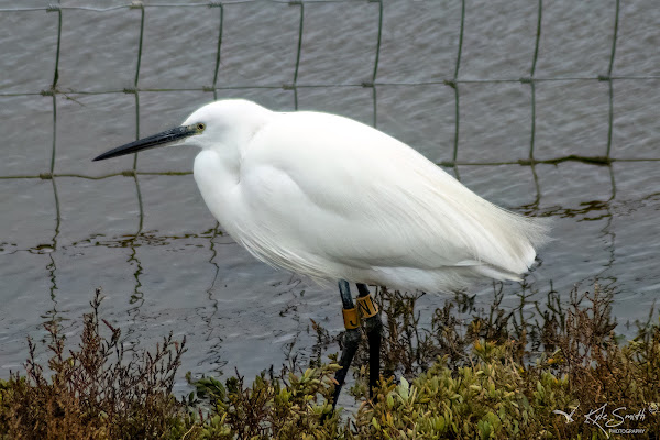 Little egret