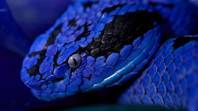 Blue Snake HD Wallpaper