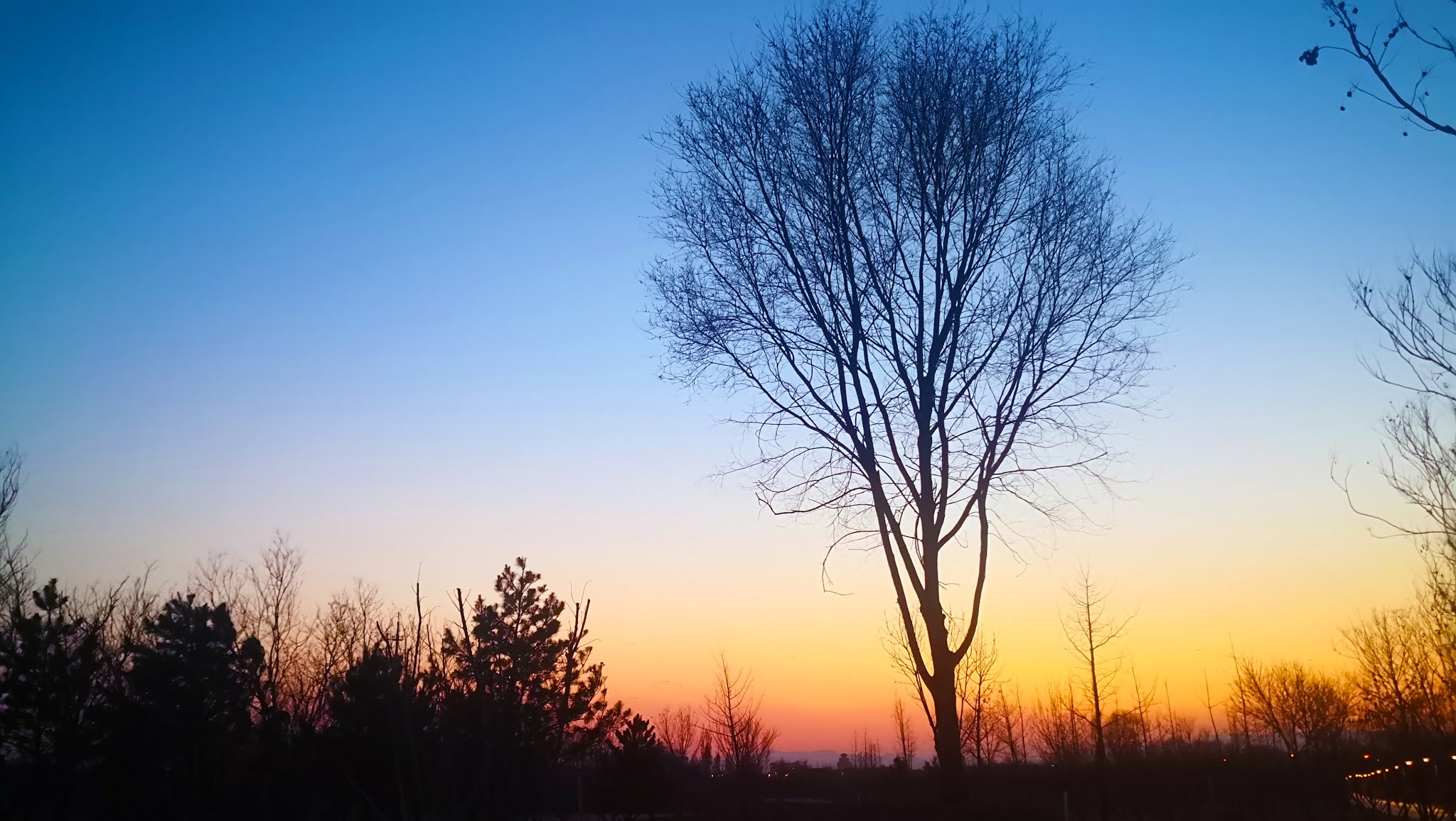 colorful sunset tree