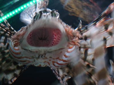 youtubes of lionfish eating