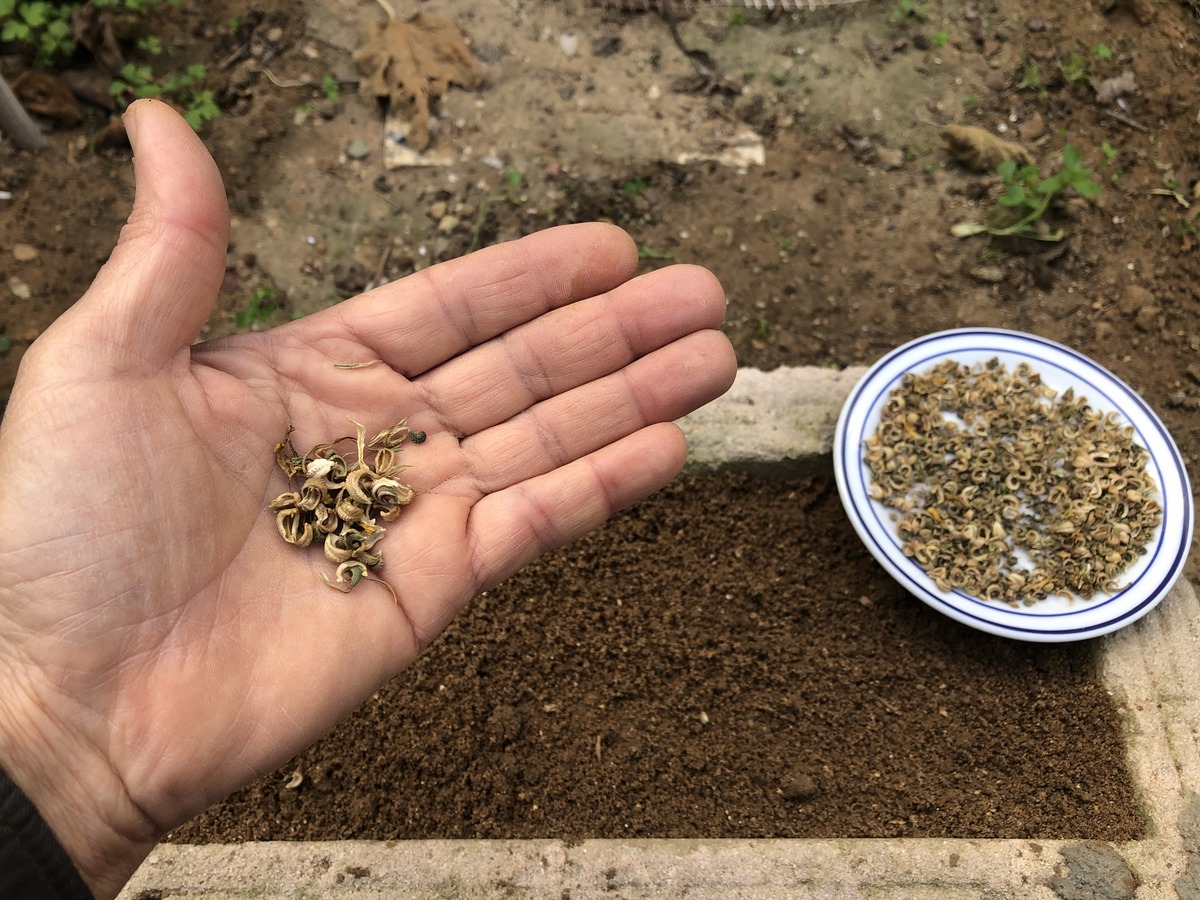 Join us on this mesmerizing journey as we carefully plant calendula seeds, nurturing them with love and care, all in preparation for the delightful moment of seedling transplanting.