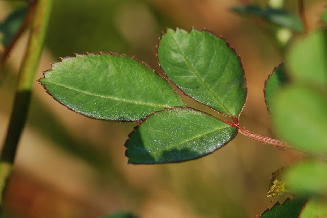  Rose leaf