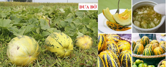 CÂY RAU LÀM THUỐC - DƯA BỞ - Cucumis melo L