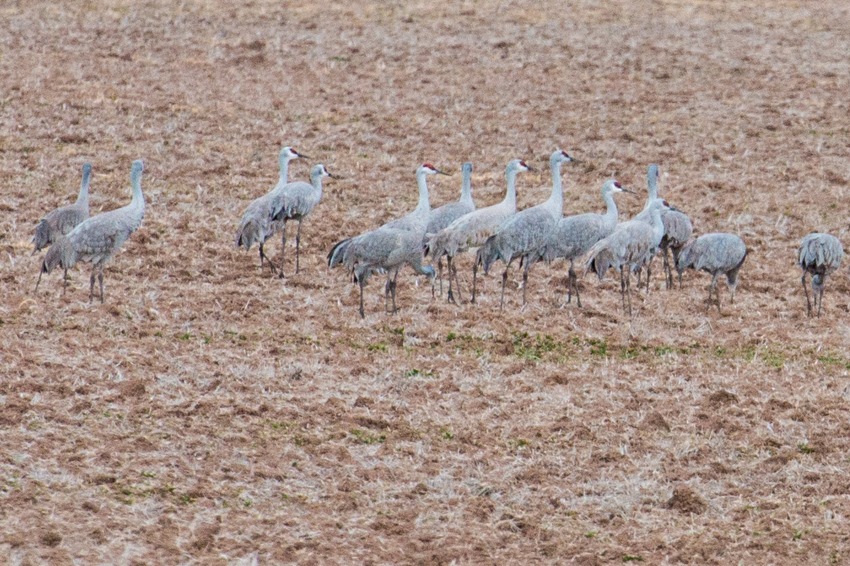 Sandhill Cranes IMG_0783
