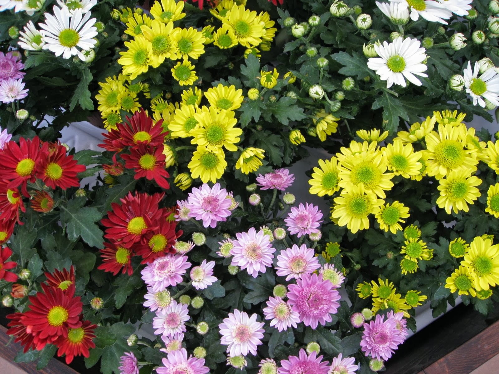  Meanings, Chrysanthemum Pictures, Chrysanthemum Colors click here