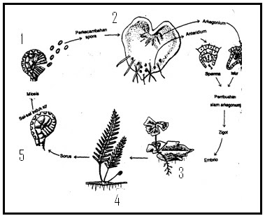 BIOLOGI GONZAGA: LATIHAN SOAL UN 2014 SERI A