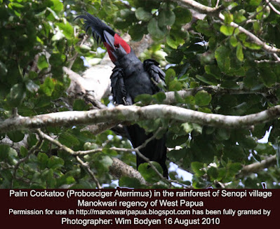 Palm Cockatoo (Probosciger aterrimus)