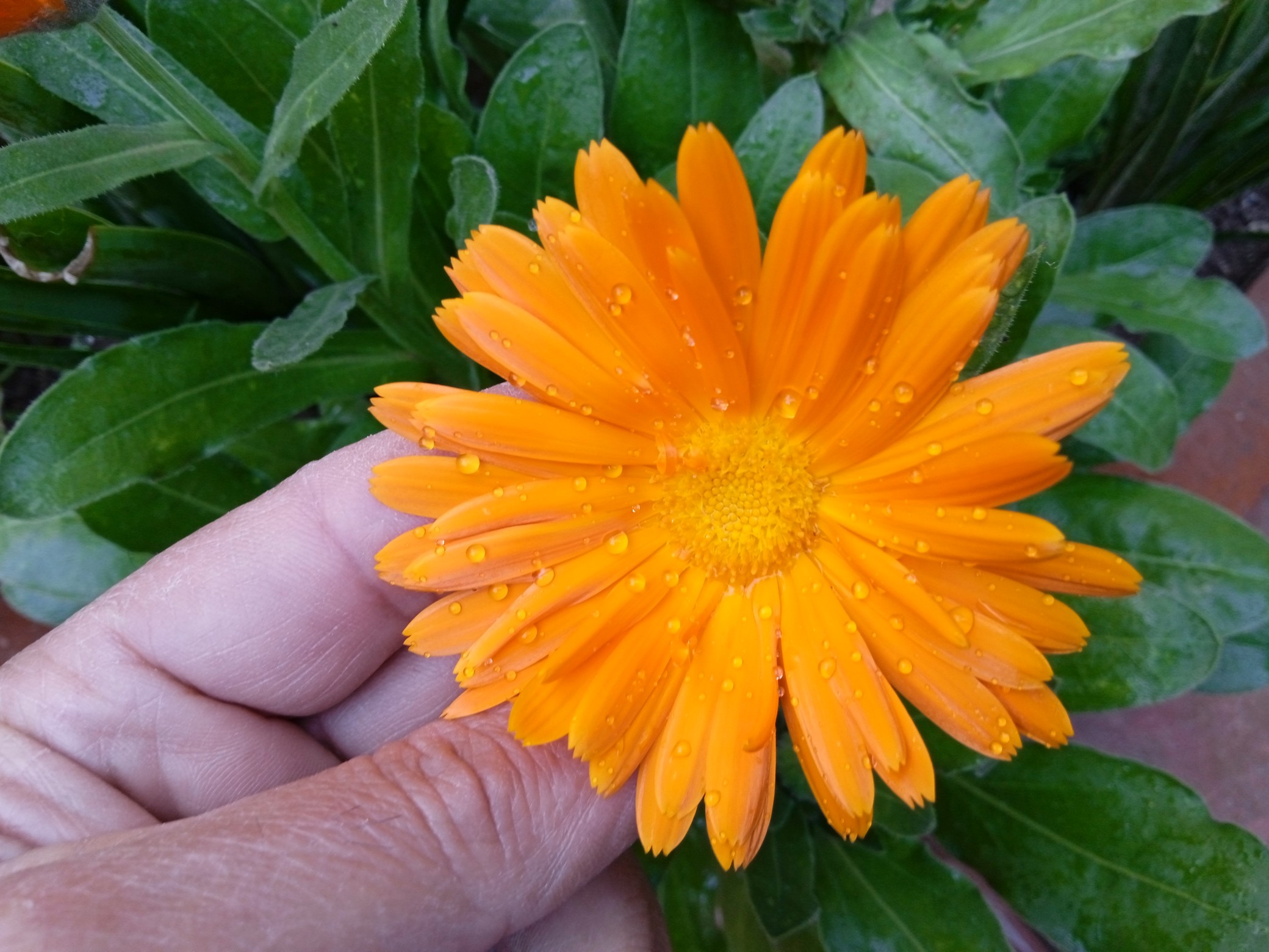 Calendula bloom constantly throughout the growing season, provides a spectacular display of light yellow to deep orange blooms from early summer until frost.