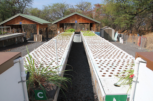 Aquaponics - Commercial aquaponics - Hydroponics - Grow bed: Fish vs ...