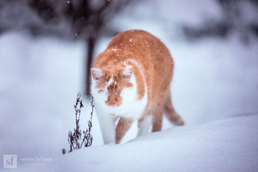 25 Heart-Melting Pictures Of An Eyeless Cat That 'Sees With His Heart'