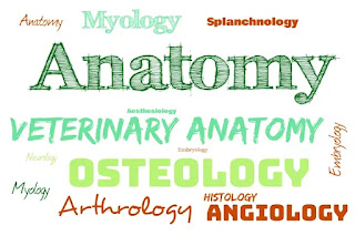 Veterinary Anatomy and Histology