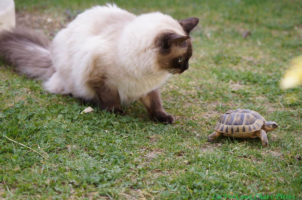 La Voix Aux Chats Pitres Le Chat Et La Tortue