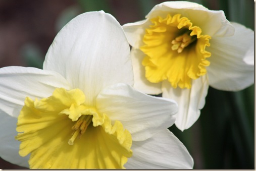 Daffodil9_2010