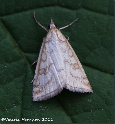 Udea-lutealis