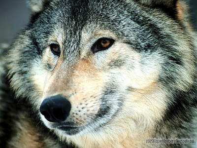 Wolf Animal Desktop Wallpapers, PC Wallpapers, Free Wallpaper, Beautiful Wallpapers, High Quality Wallpapers, Desktop Background, Funny Wallpapers http://adesktopwallpapers.blogspot.com