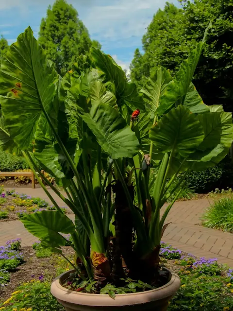 elephant ear plant care