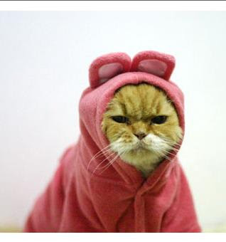 Angry Cat in Rabbit  Costume
