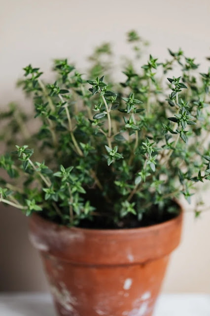 thyme herb