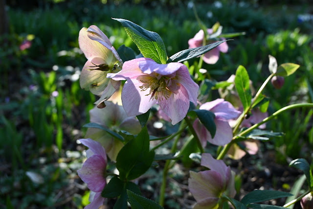 Rozen Helleborus in de romantische rozentuin