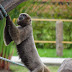 Brown woolly monkey