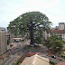 Top 10 Famous Trees You Really Should Know