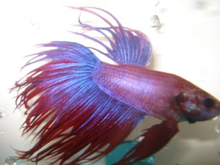 crowntail betta