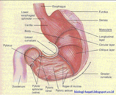 Lambung ( Gaster )