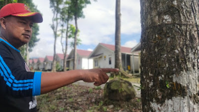 Ratusan Ulat Bulu Serang Rumah Warga di Kompleks Relokasi Penyintas Erupsi Semeru
