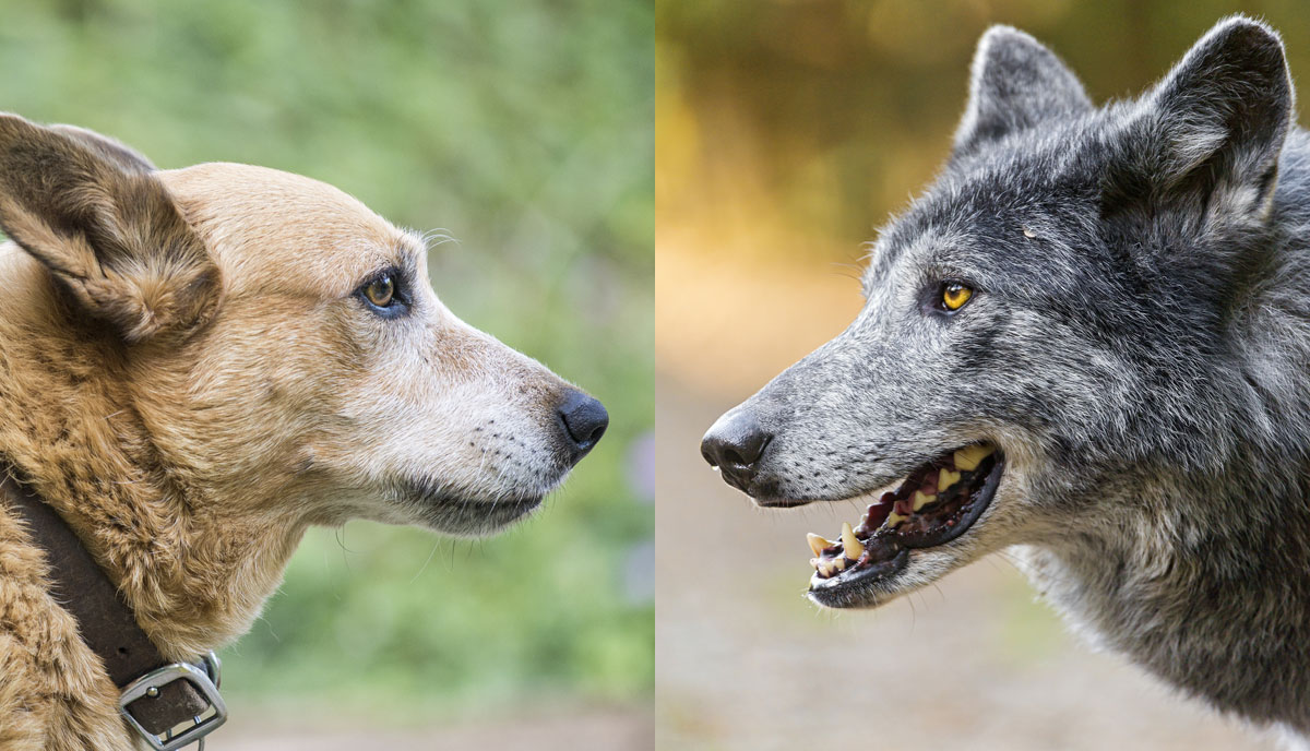 Apa Perbedaan Fisik Antara Serigala  dan Anjing 