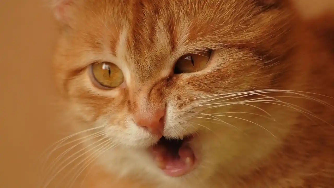 cat Sneezing and coughing 1