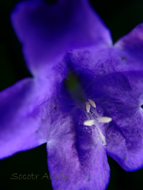 Strobilanthes oligantha