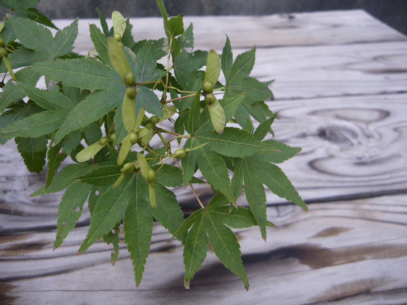 もみじを種から育てよう 盆栽や鉢植えにして楽しみましょう メダカの大工