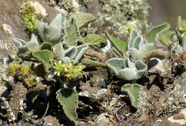 Sideritis amagroi 02