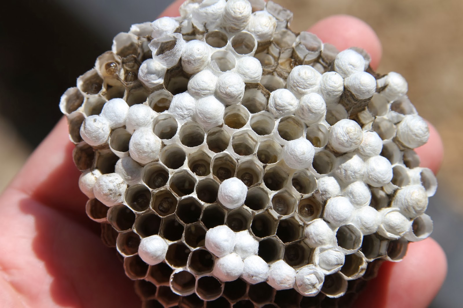 Paper wasp nest. The maggots taste buttery and sweet- kinda like whole ...