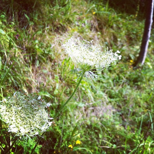 Photo 26-08-2012 10 52 18